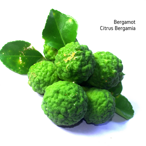 Bergamot Essential Oil - 10ml