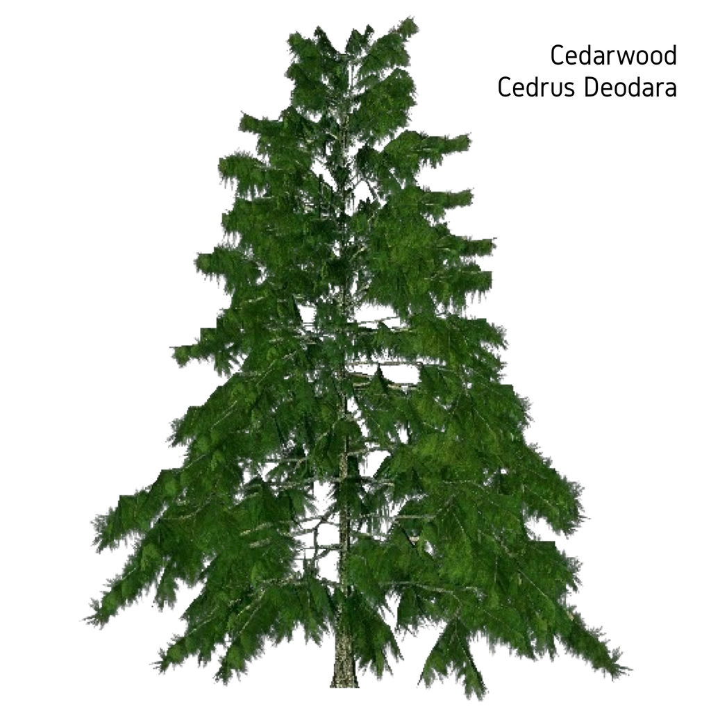 Cedarwood Essential Oil - 10ml