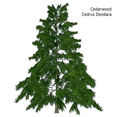 Cedarwood Essential Oil - 10ml