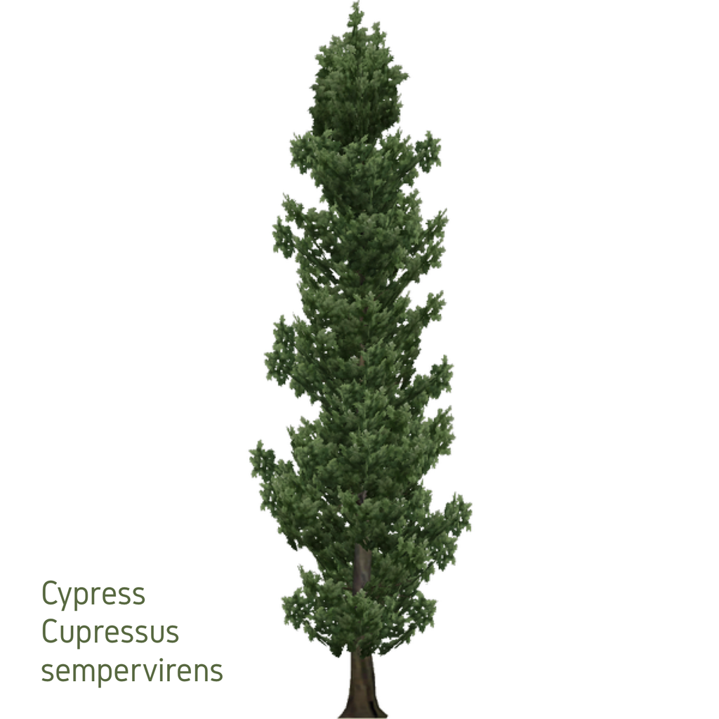 Cypress Essential Oil - 10ml