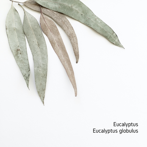 Eucalyptus Essential Oil - 10ml