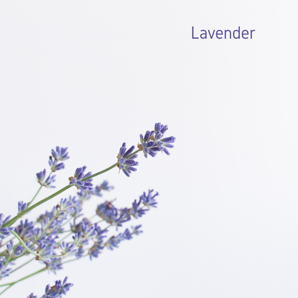 Lavender Essential Oil - 10ml