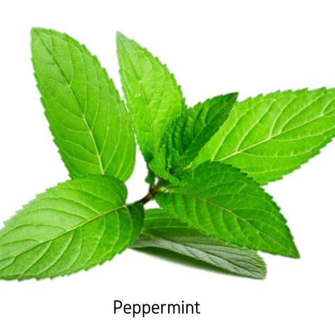 Peppermint Essential Oil - 10ml
