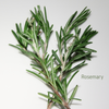 Rosemary Essential Oil - 10ml