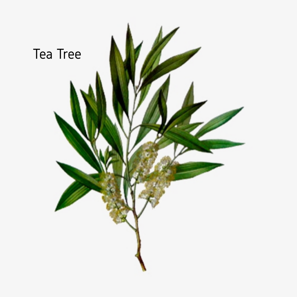 Tea Tree Essential Oils - 10ml